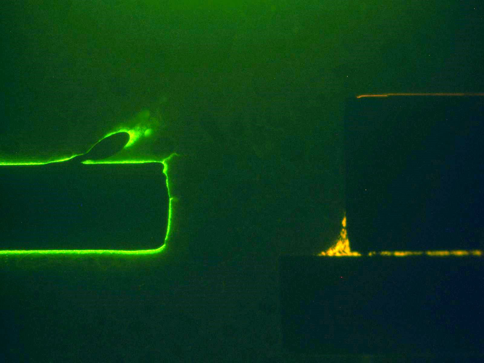 Fluorescent light micrograph of dye ingress to crescent bond